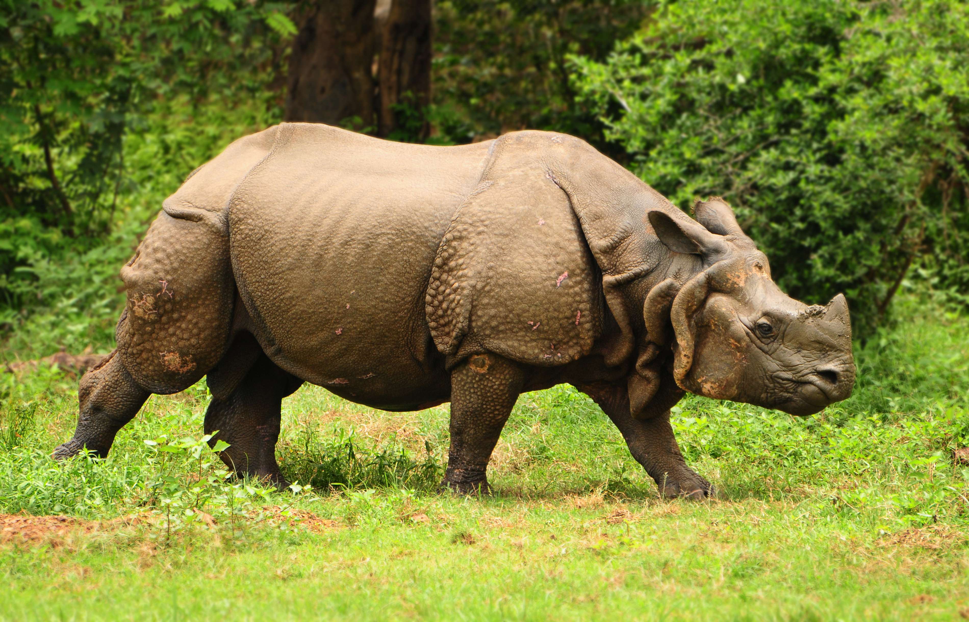Assam to set up special group to protect rhinos of Pabitora