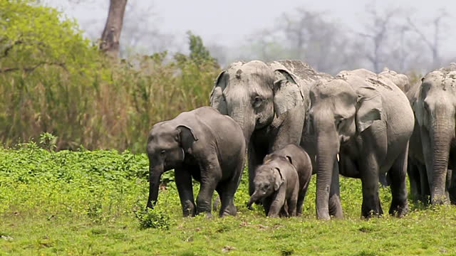 PIL in Gauhati HC against move to transport four elephants to Ahmedabad