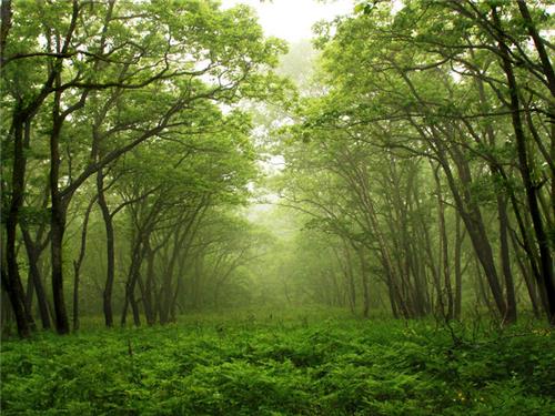 Assam Forest Cover increases by 221.54 sq km