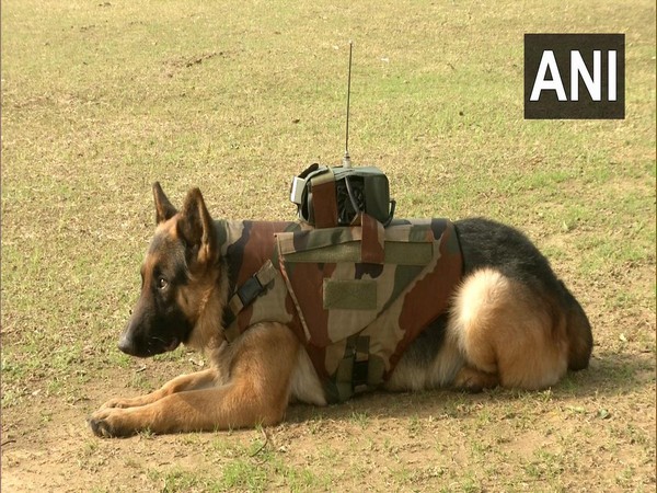 Army develops gadget for dog soldiers for getting info about enemy location