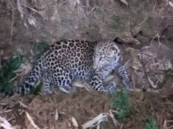 Assam: Injured leopard found in Dibrugarh