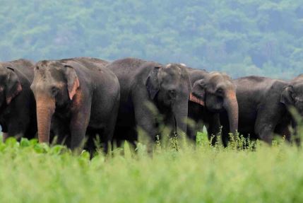 Elephant terror in Kampur