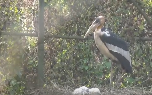 Endangered 'Hargila' bird gives birth through artificial breeding in Assam Zoo