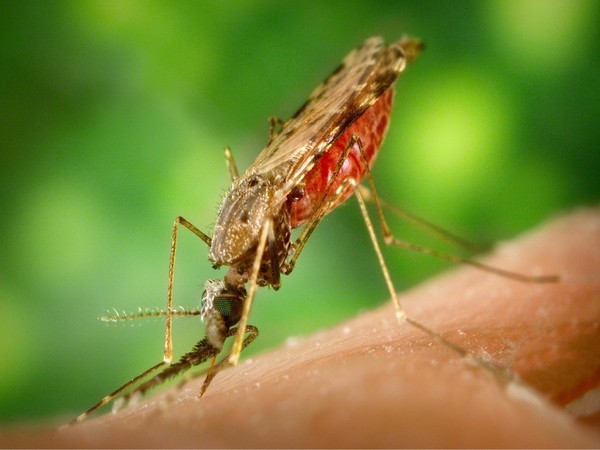 New study claims to have found root of fatal malaria infection