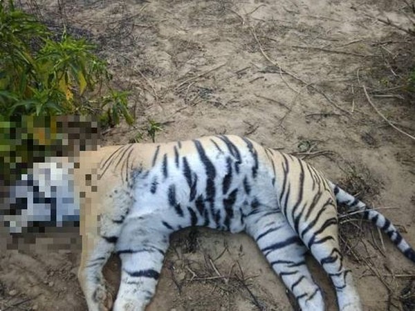 Tiger named 'Dollar' found dead in Ranthambore National Park