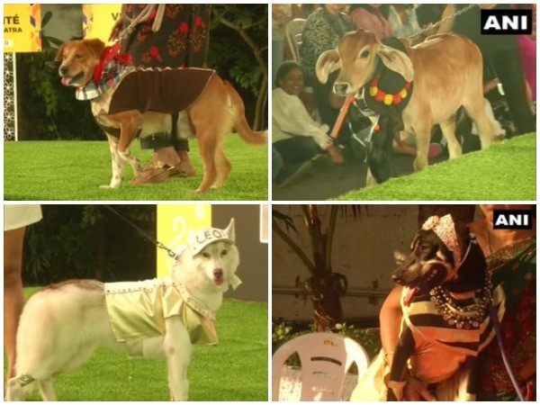Dressed up pets take part in Chennai Pet Fashion Show