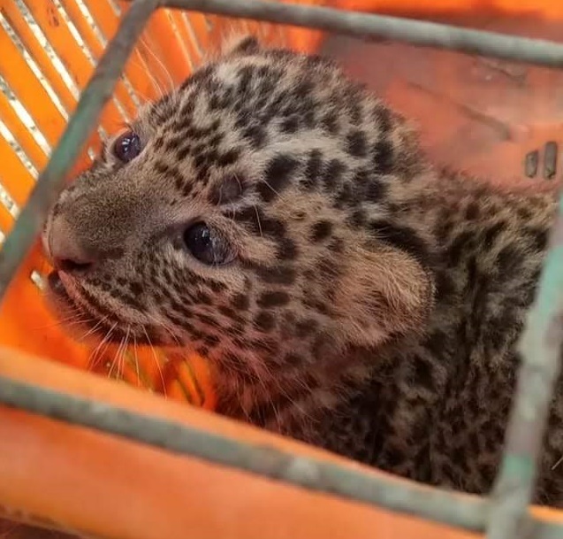 Local NGO help leopard cubs reunite with mother
