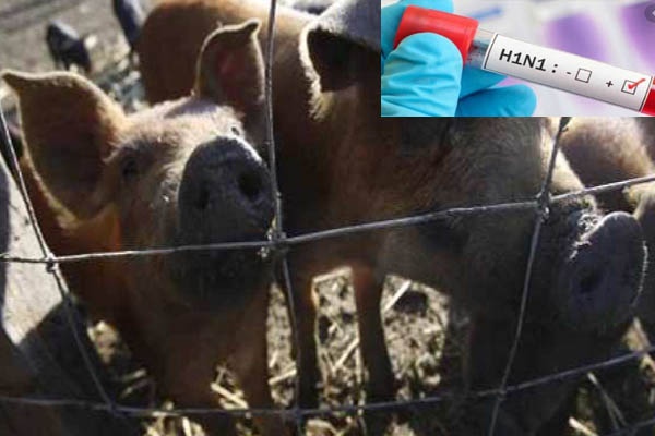 Swine flu death toll reaches 8 in Meerut