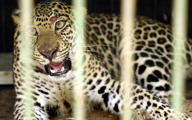 Leopard caged in Goalaghat