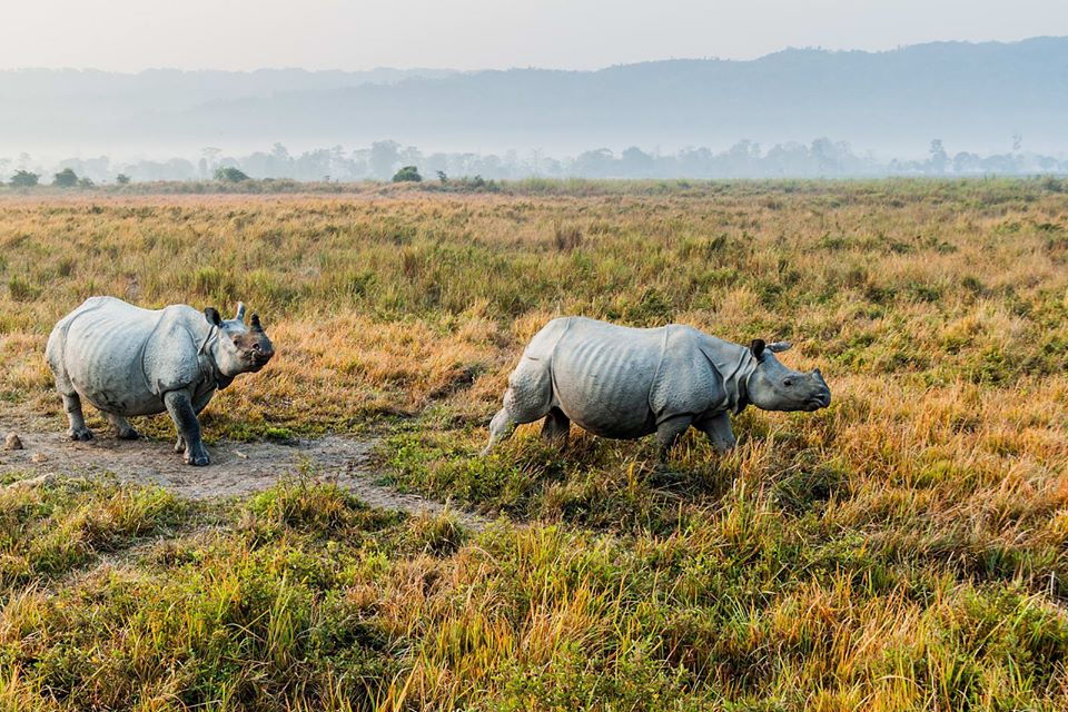 assam-kaziranga-national-park-to-remain-open-for-10-months-news-live