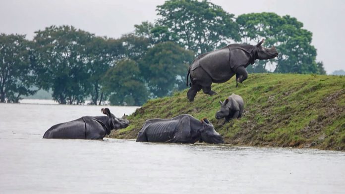 Floods hit Kaziranga National Park in Assam