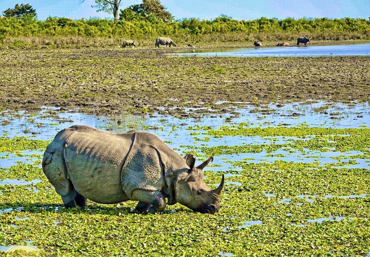 assam-kaziranga-national-park-prepares-to-open-for-tourists-from