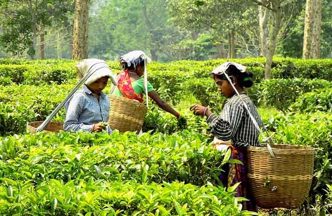 Assam Govt Decides To Raise Tea Garden Workers Wage By Rs 38 » News ...