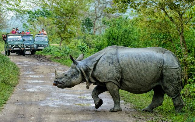 On World Rhino Day let us know about success story of conservation of One  Horned Rhino in Kaziranga National Park - News Live