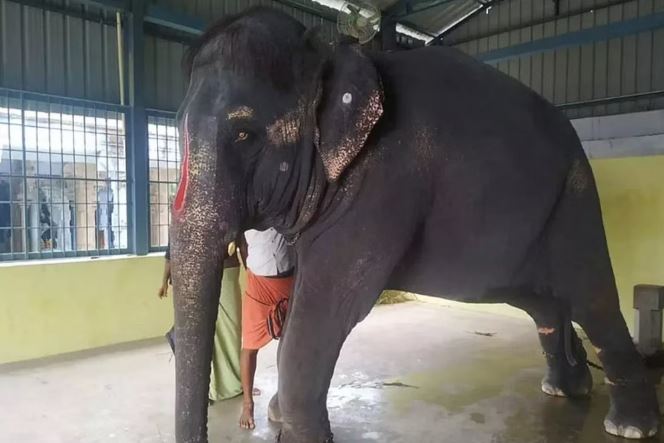 Assam's elephant Joymala Beaten & Abused by Mahouts in Tamil Nadu, state  govt to move court against TN - News Live
