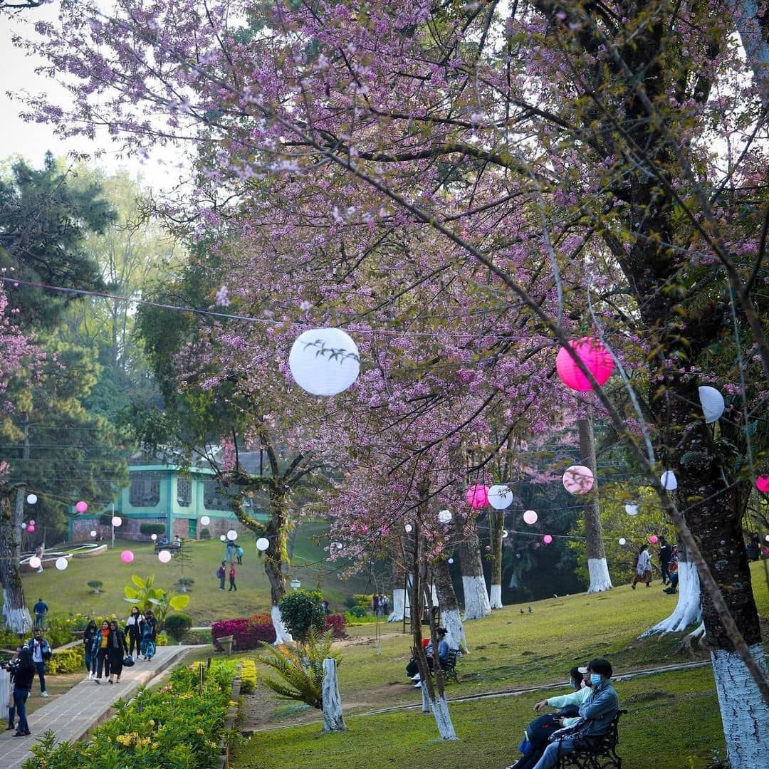 Assam Meghalaya border clash Shillong Cherry blossom festival canceled