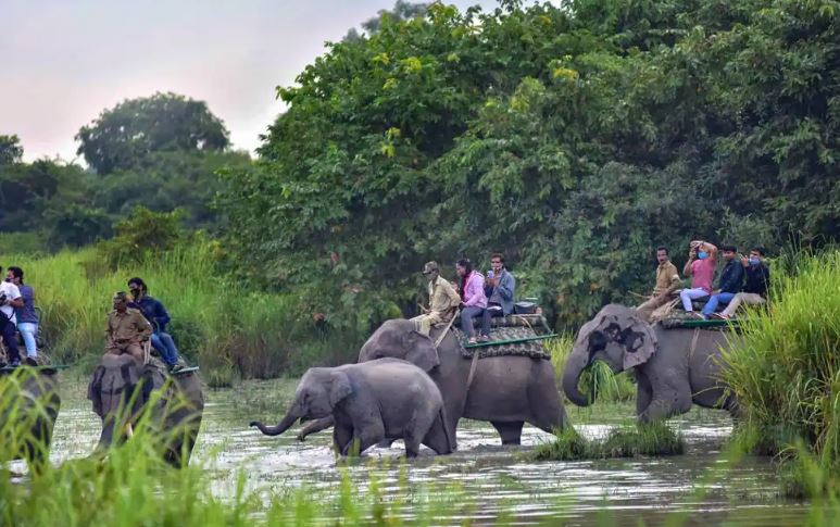 Assam: Elephant Safari in Kaziranga National Park has resumed for tourists today

 | Media Pyro