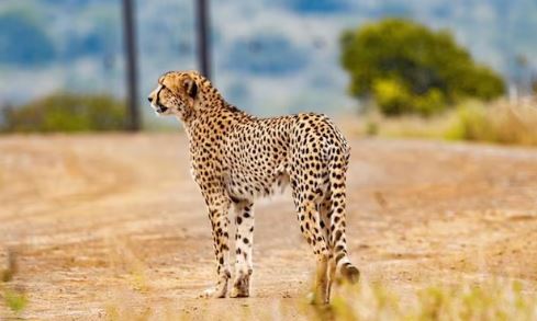 Madhya Pradesh: Kuno National Park welcomes 12 South African cheetahs -  News Live