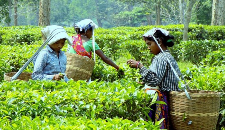 Assam Tea Completes 200 Years Govt Grants Tax Exemption On 