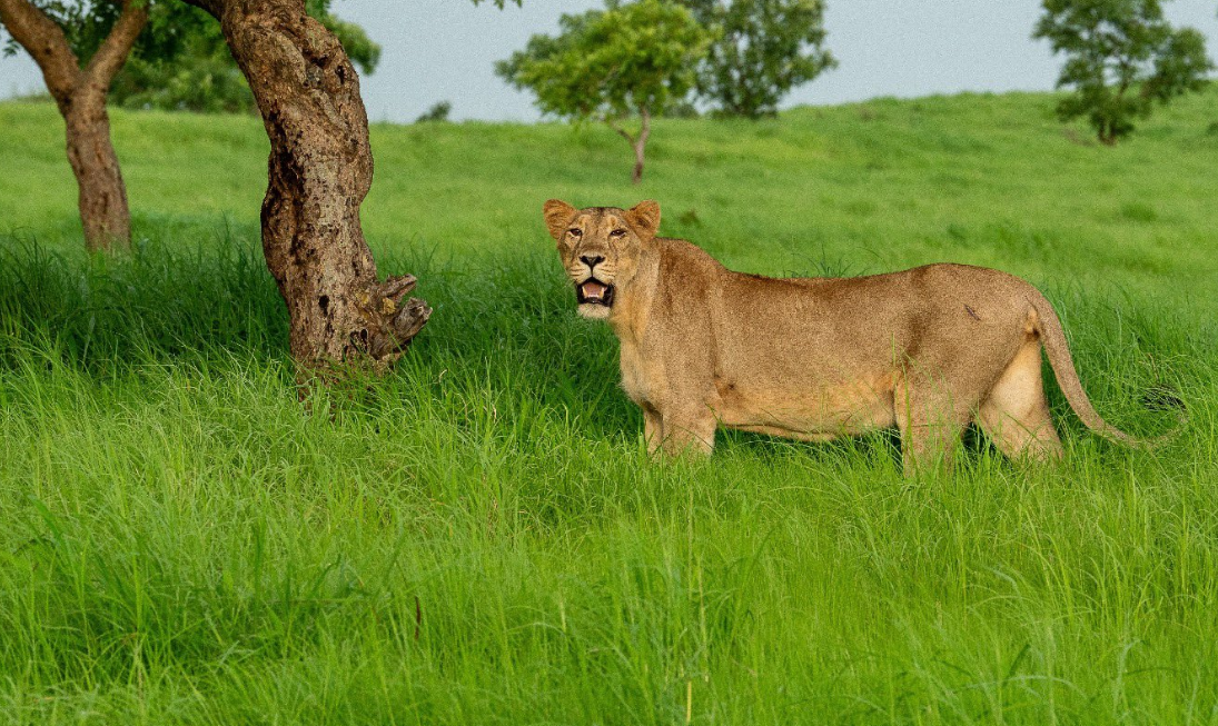 World Lion Day 2023: 'Steady rise in lion population in India in last