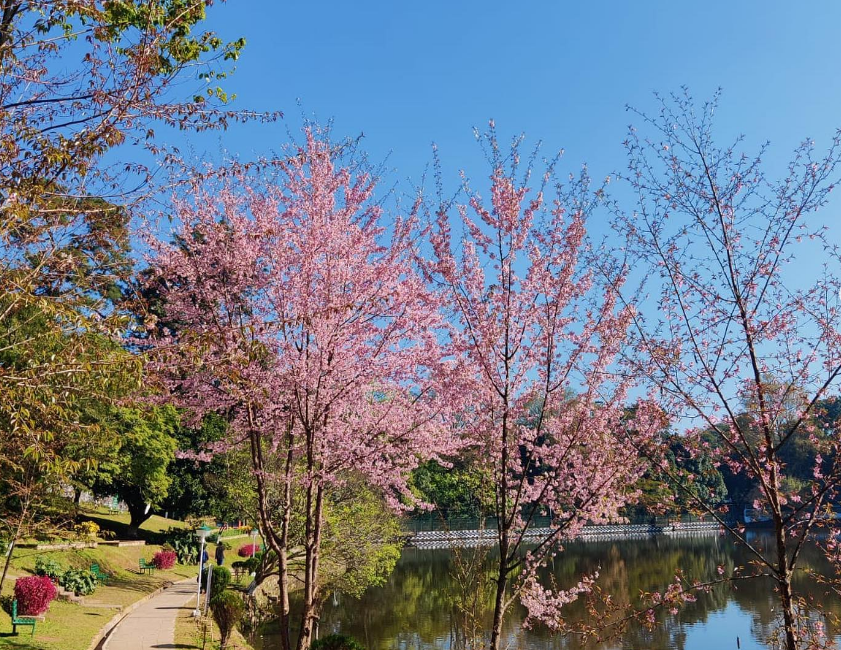 Cherry Blossom Festival It's cherry blossom season in Shillong News Live