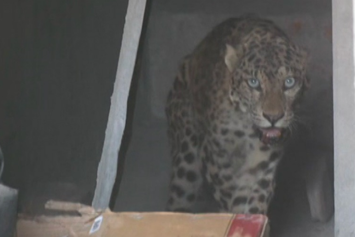 Guwahati: Three injured after leopard enters under-construction ...