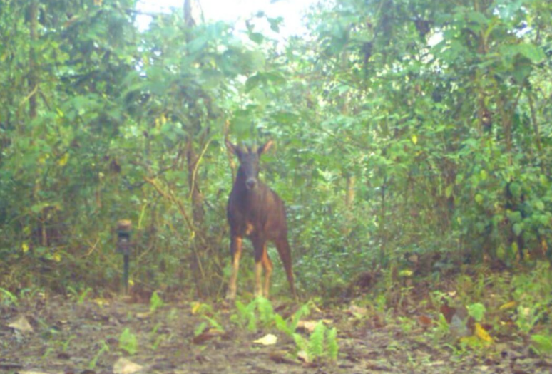 Assam: In A First, Rare 'himalayan Serow' Spotted In Nameri National 