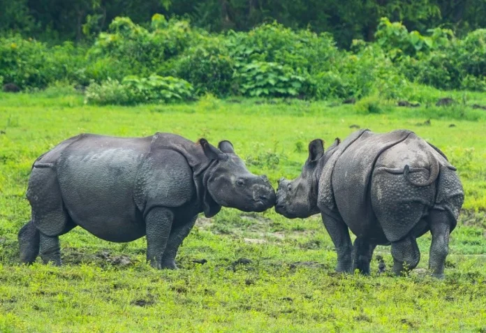 Kaziranga National Park registered 4,43,636 tourist footfalls from Oct 1, 2024 till May 18 this year.