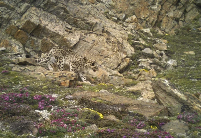 21 snow leopards were spotted in Sikkim during the first Statewide survey launched in the State.