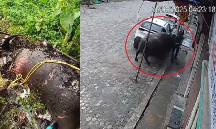 The buffalo had killed two persons besides seriously injuring three others in Tezpur town on Monday (June 2)